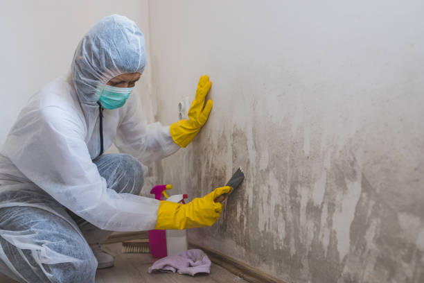 Best Attic Mold Removal  in Wahoo, NE