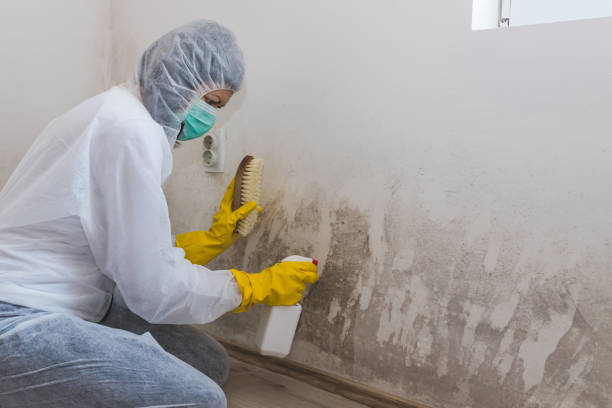 Best Mold Remediation  in Wahoo, NE