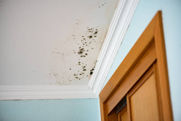 Best Toxic Mold Removal  in Wahoo, NE
