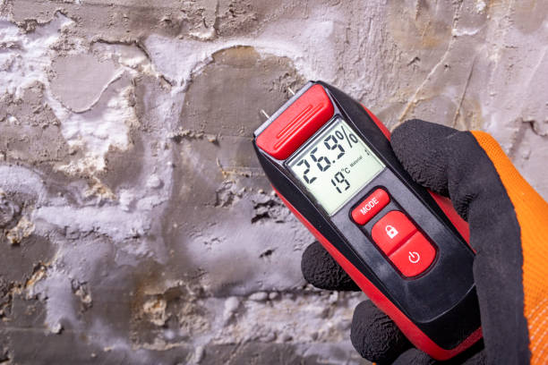 Best Black Mold Removal  in Wahoo, NE