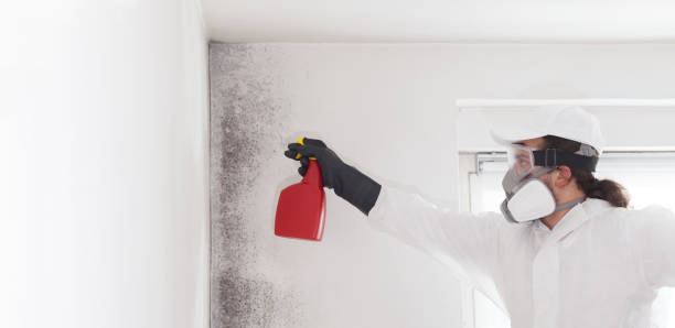Best Office Mold Removal Services  in Wahoo, NE