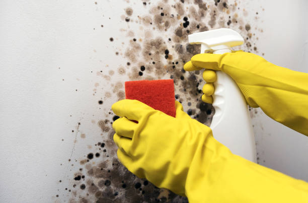 Professional Mold Removal in Wahoo, NE