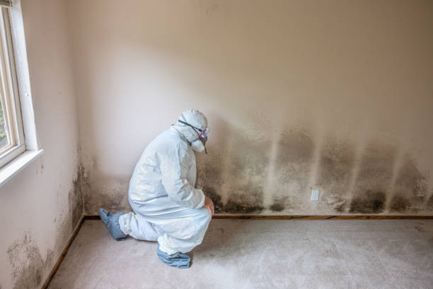 Best Mold Remediation Services  in Wahoo, NE
