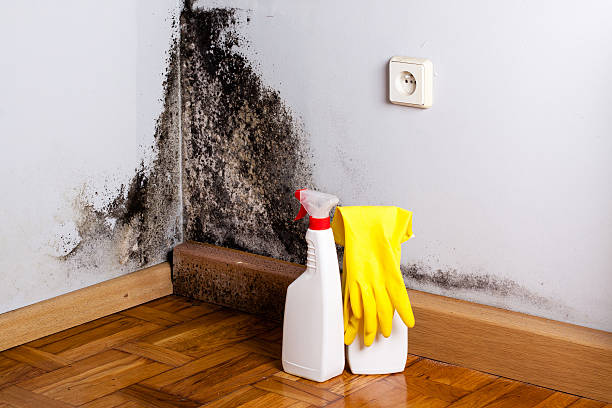 Best Certified Mold Removal  in Wahoo, NE