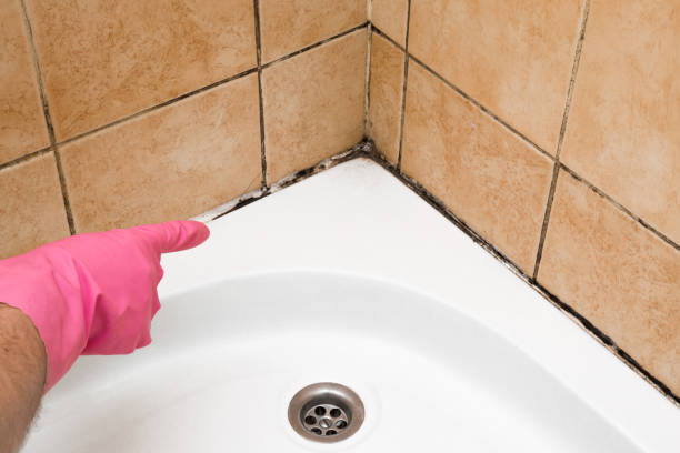 Best Mold Damage Repair  in Wahoo, NE